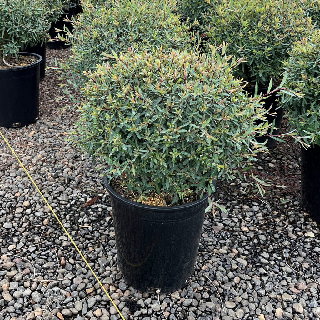 Salix purpurea 'Nana'