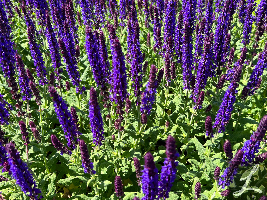 Salvia 'Lyrical Blue'