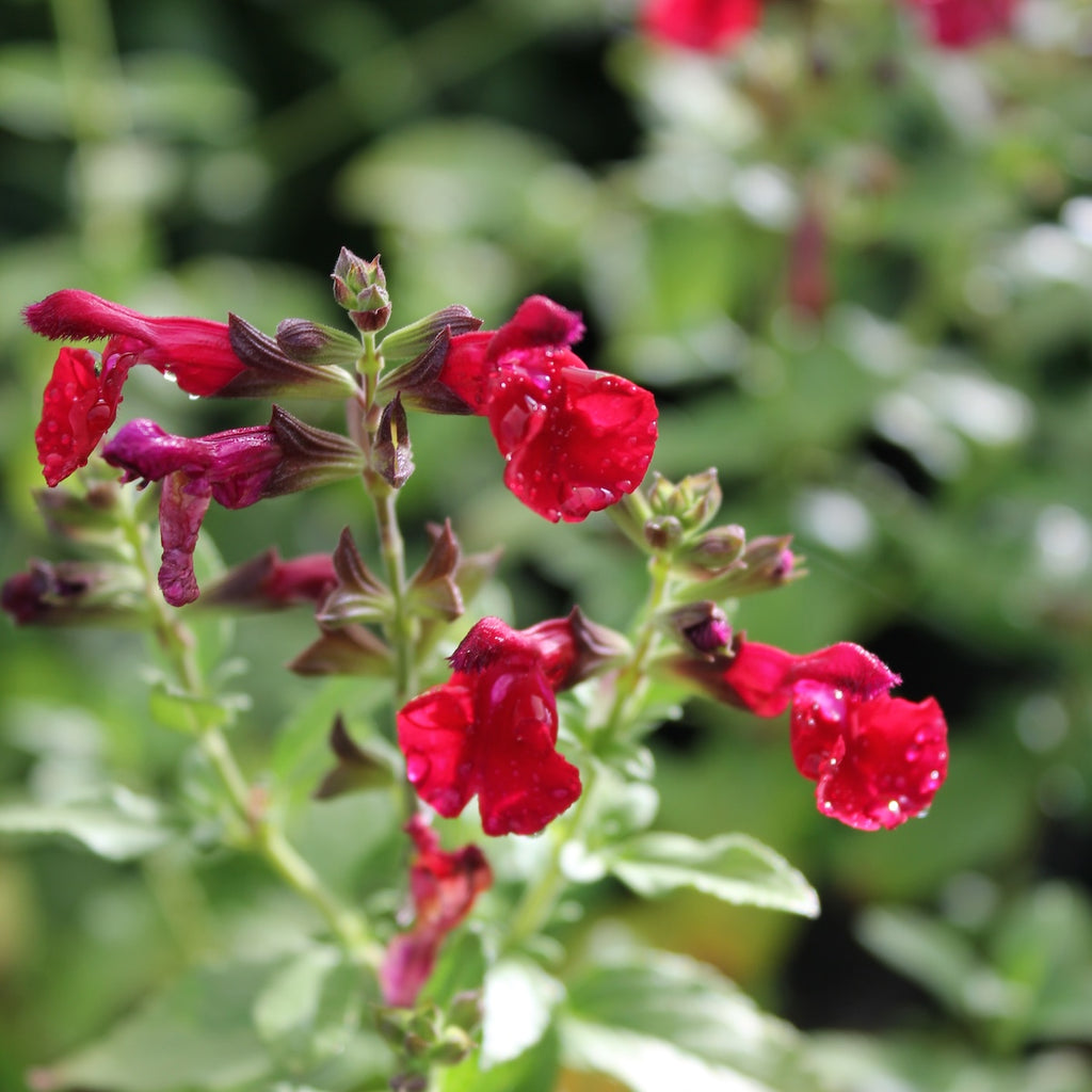 Salvia 'Mirage Cherry Red'