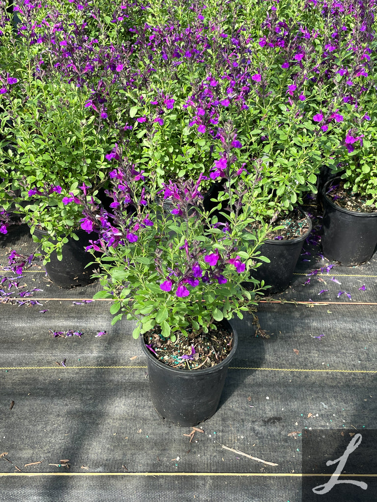 Salvia greggii Mirage Deep Purple