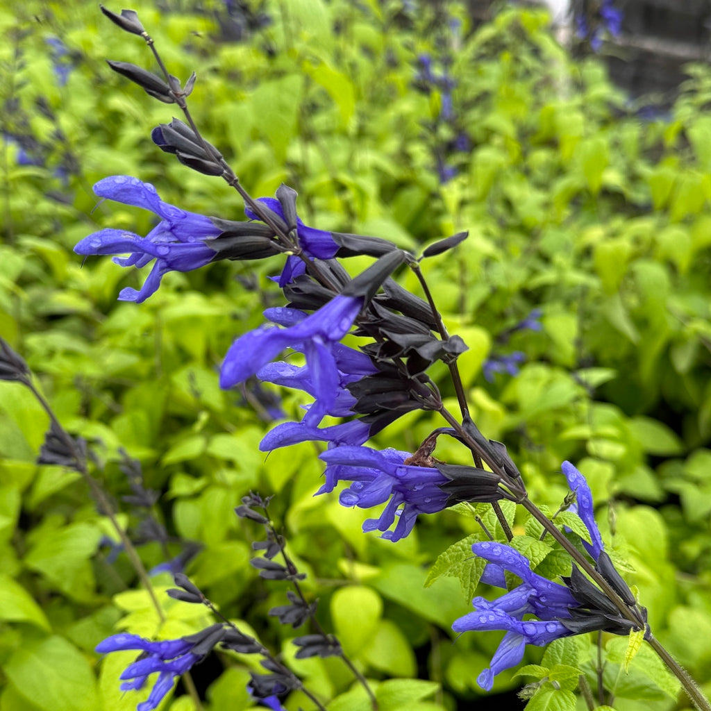 Salvia guaranitica 'Black and Blue'