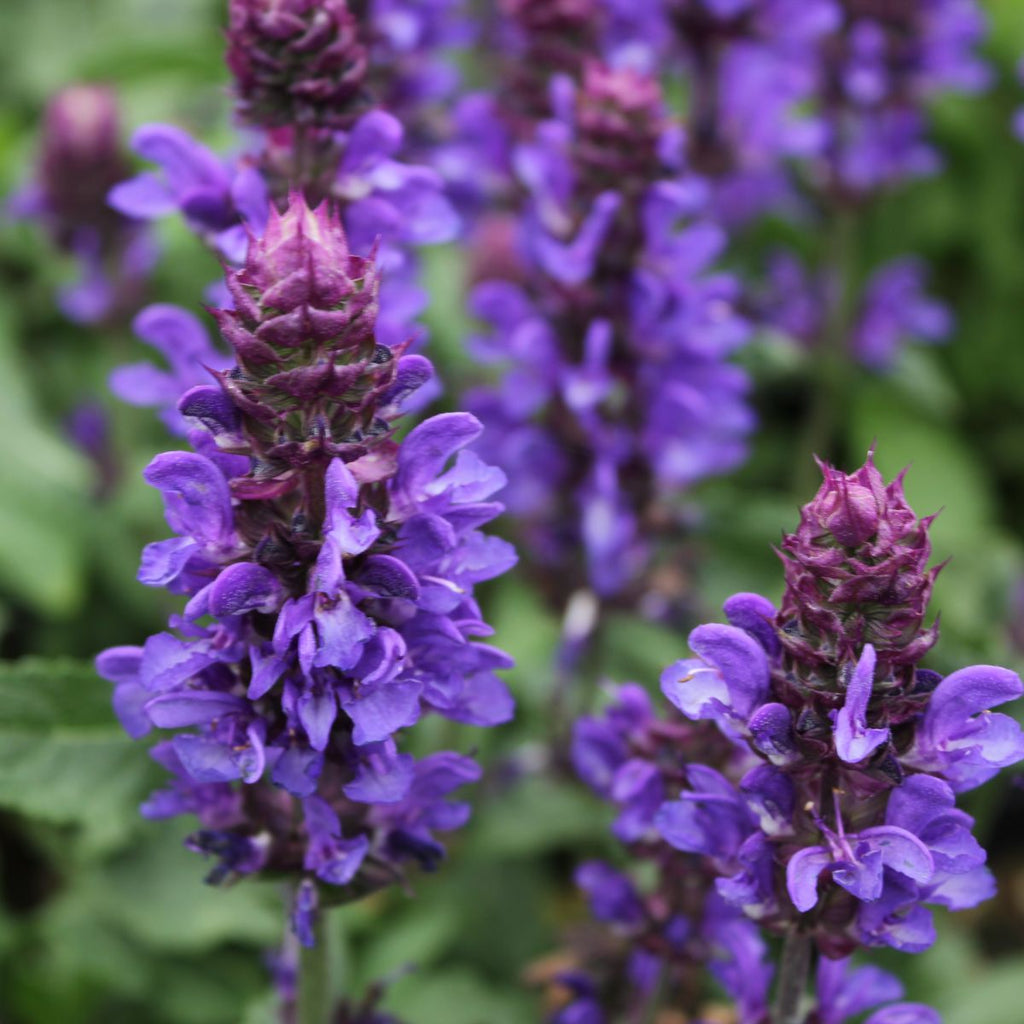 Salvia n. 'Blue Marvel' PP27018