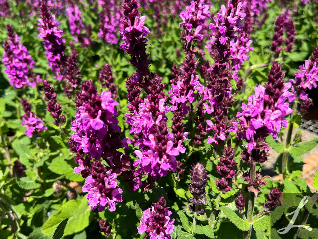 Salvia n. 'Rose Marvel'