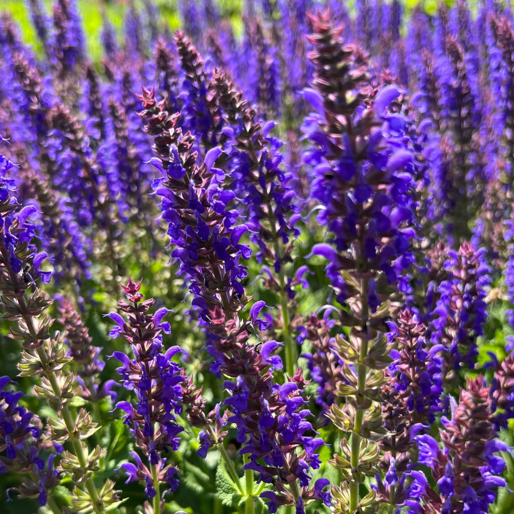 Salvia n. 'Sally Rosa April Night'