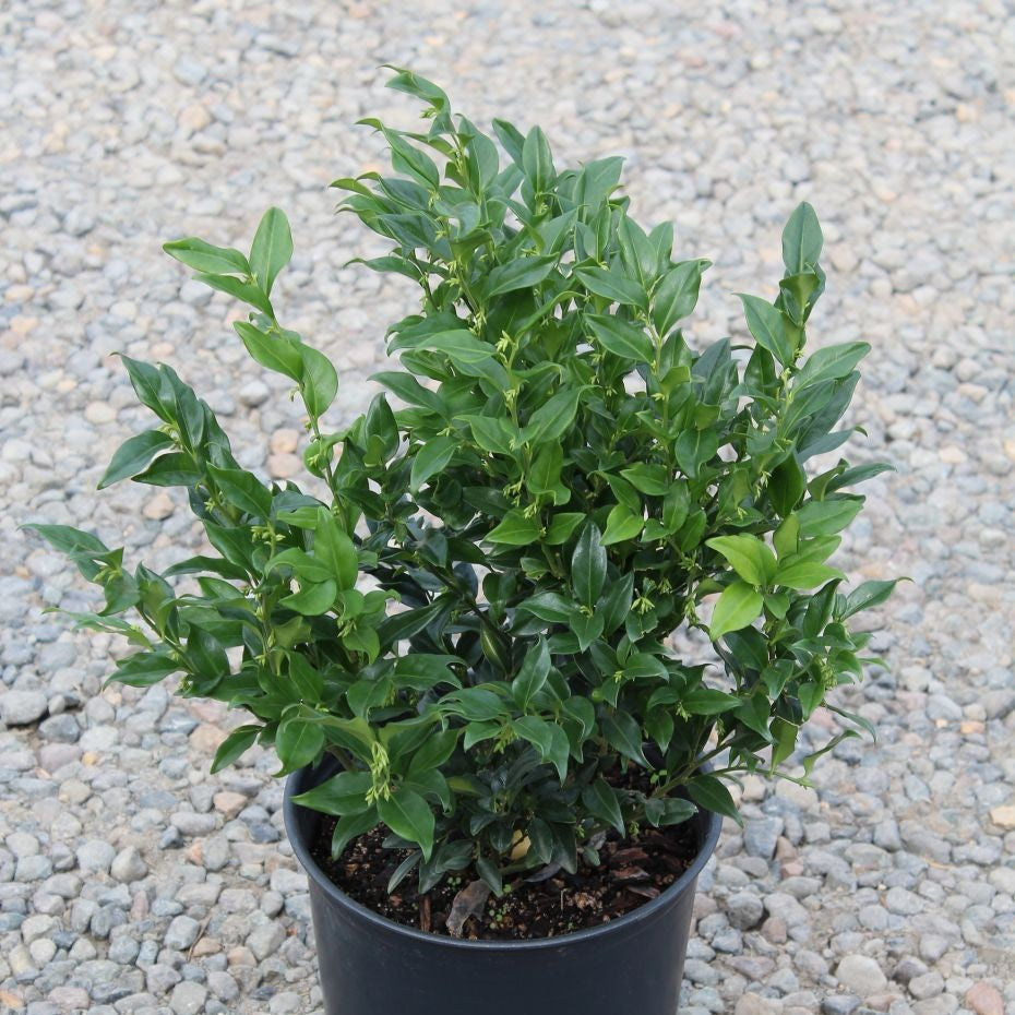 Sarcococca confusa