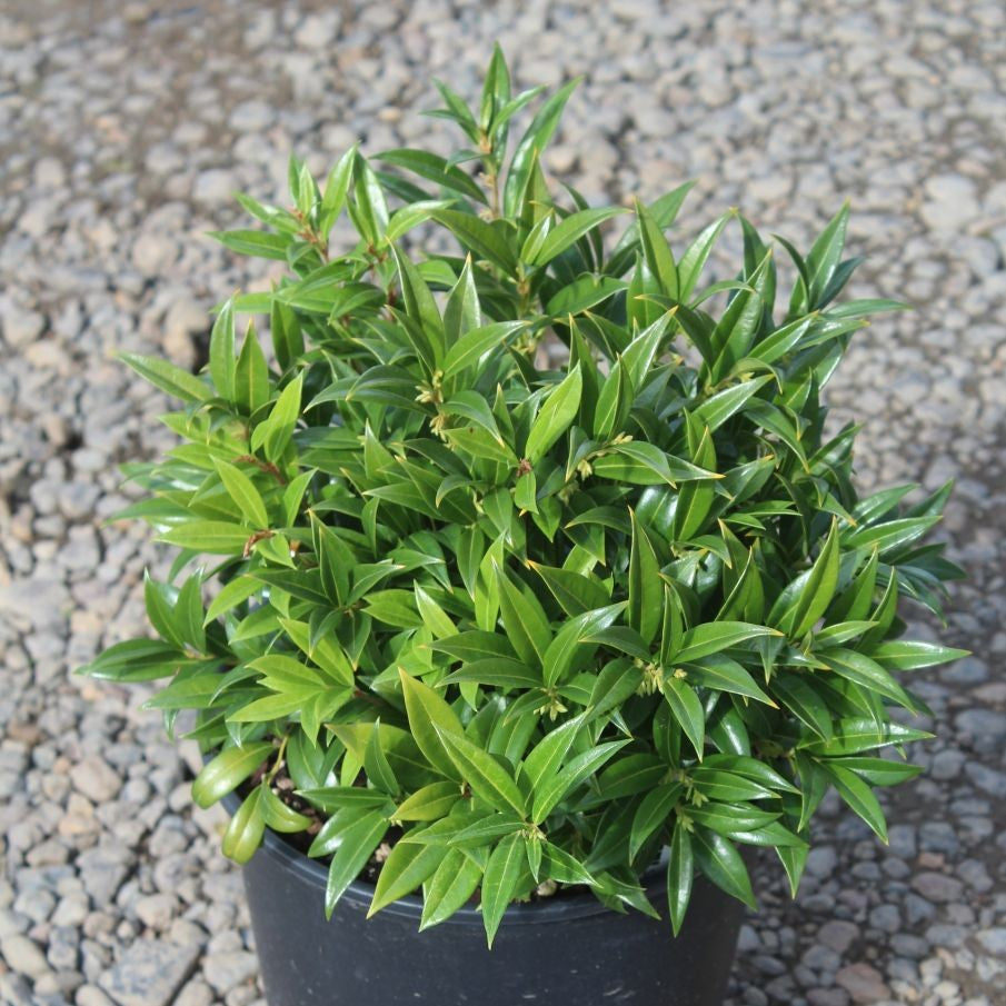 Sarcococca hookerana humilis
