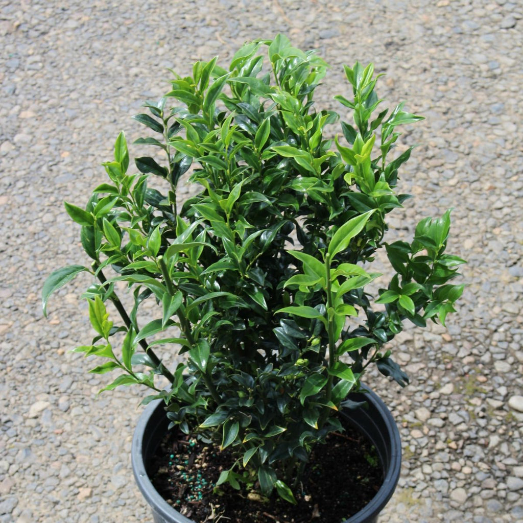 Sarcococca ruscifolia