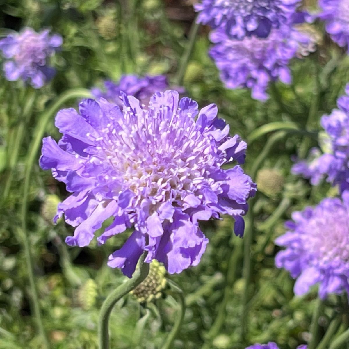 Scabiosa col. 'Butterfly Blue'
