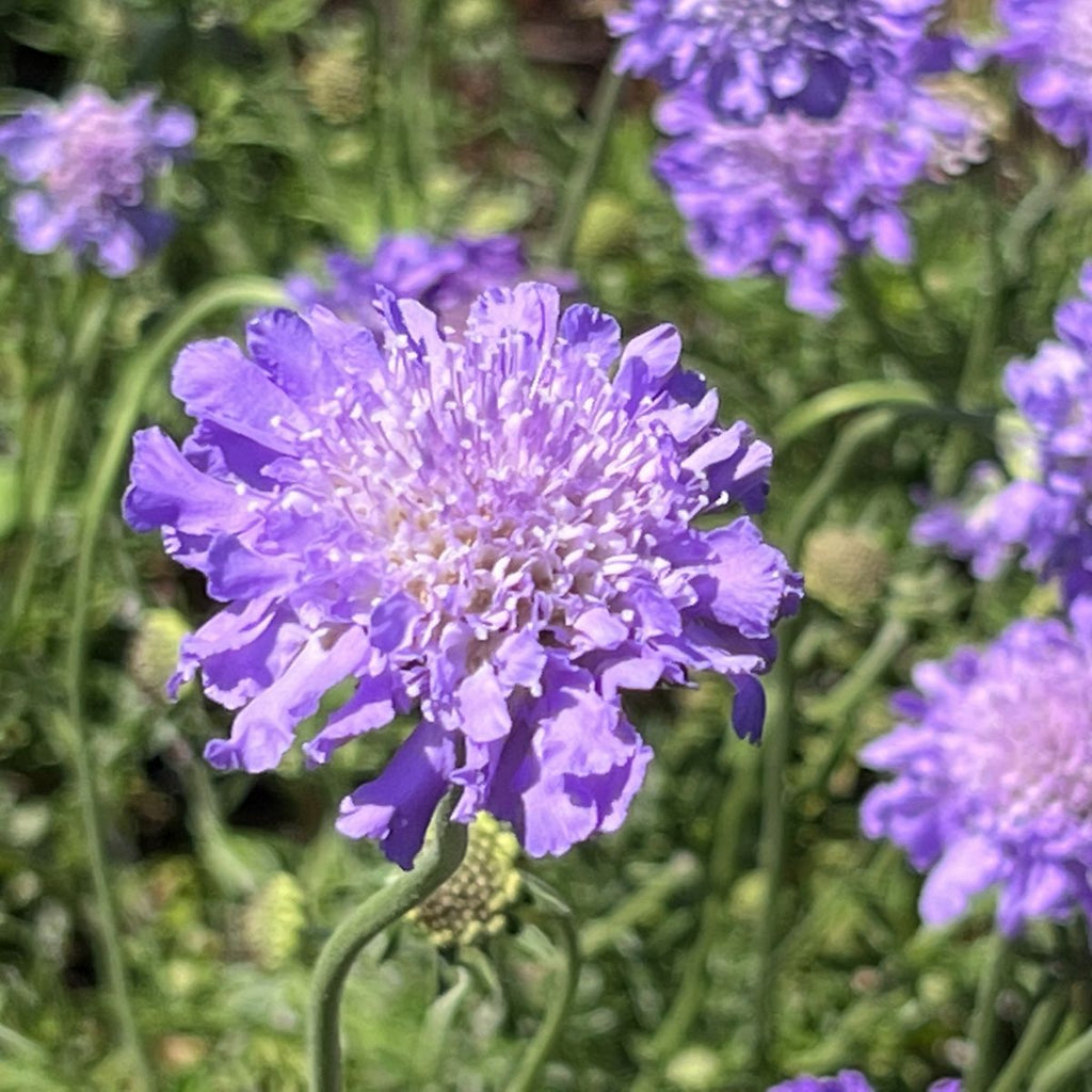 Scabiosa col. 'Butterfly Blue'