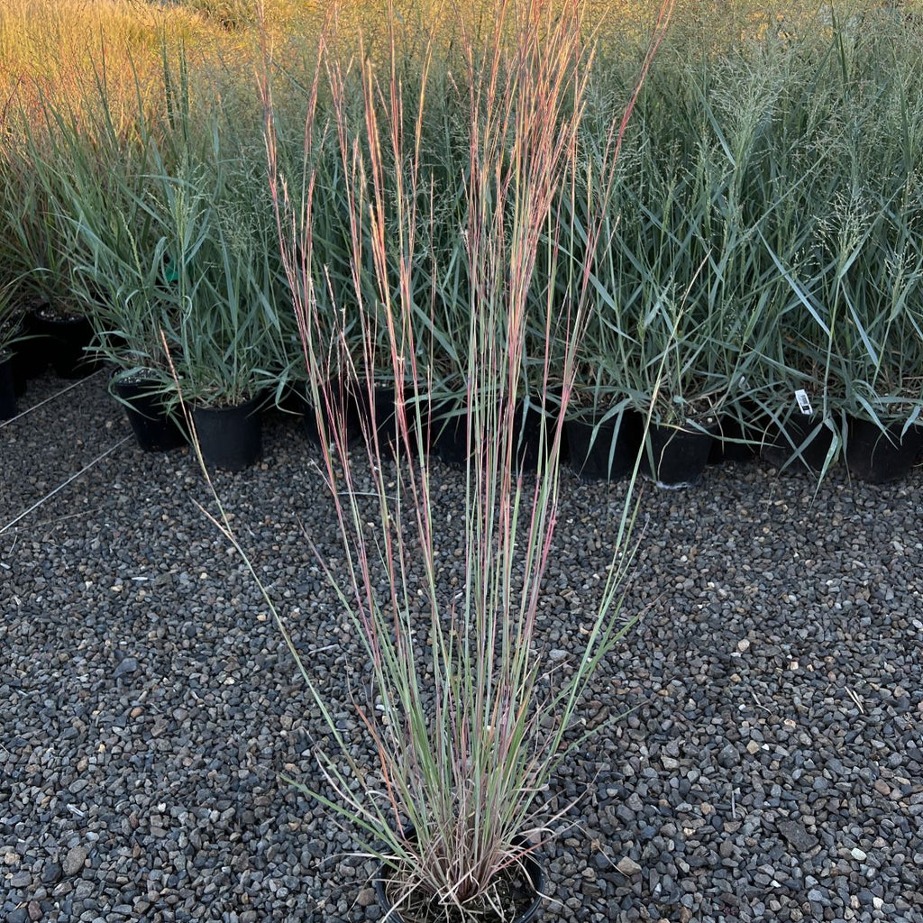 Grass, Schizachyrium scoparium 'Blue Heaven'