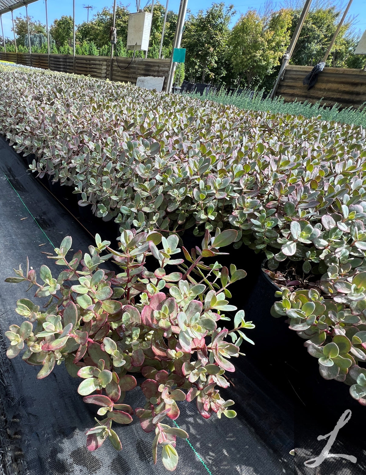 Sedum SunSparkler 'Dazzleberry'