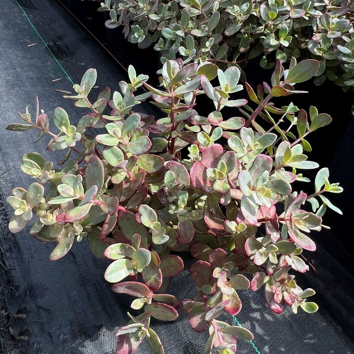Sedum SunSparkler 'Dazzleberry'