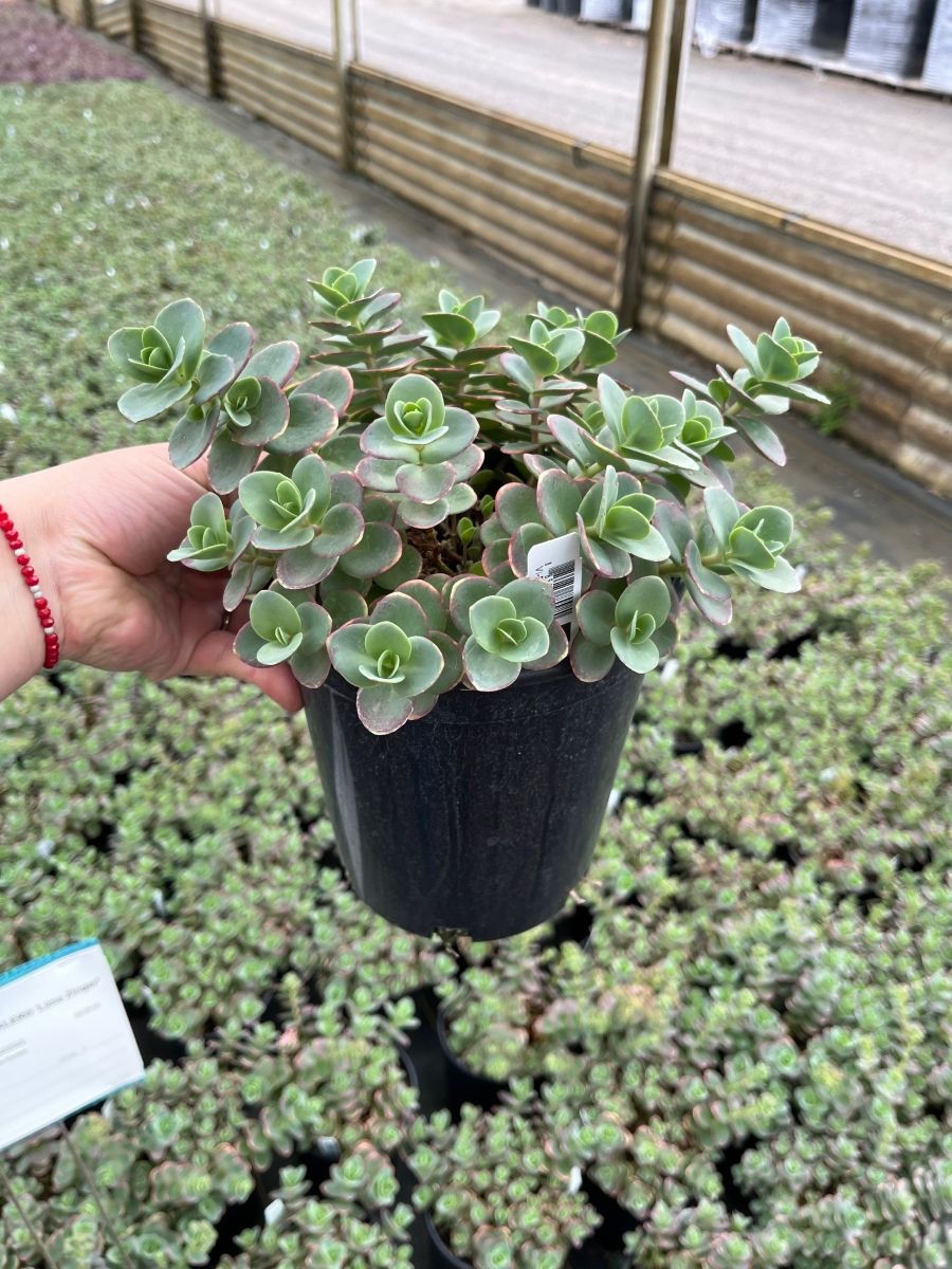 Sedum SUNSPARKLER® 'Lime Zinger'