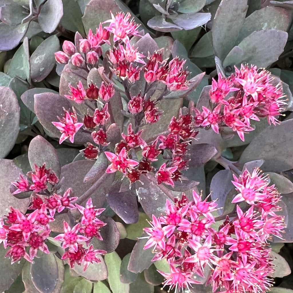 Sedum SUNSPARKLER® ‘Plum Dazzled’ PP30348