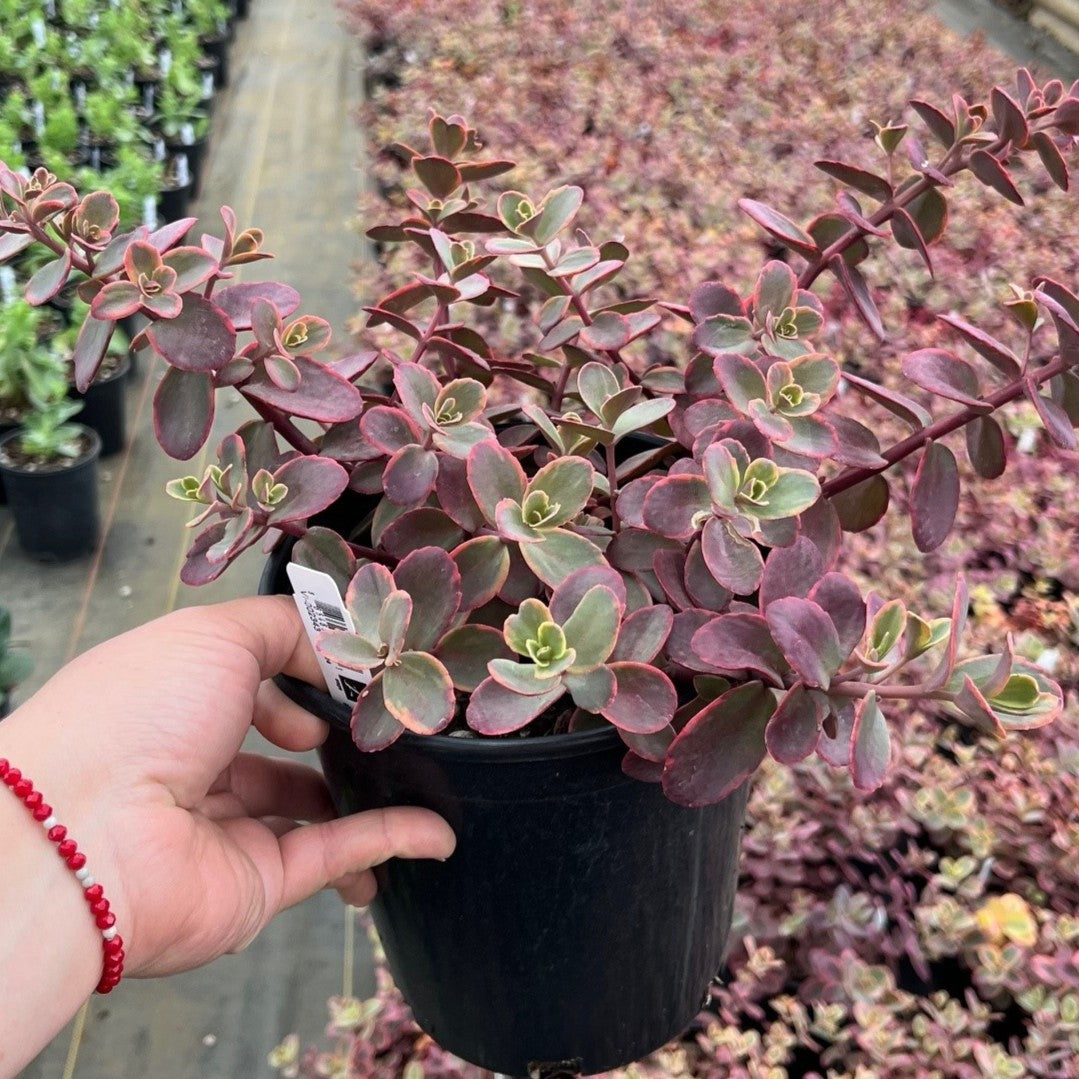 Sedum SUNSPARKLER® 'Wildfire'