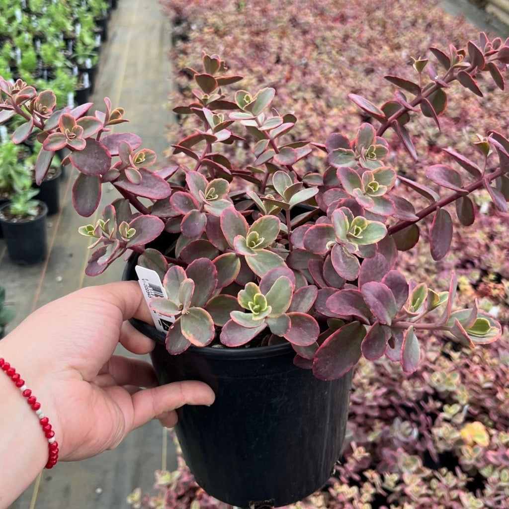 Sedum SUNSPARKLER® 'Wildfire'