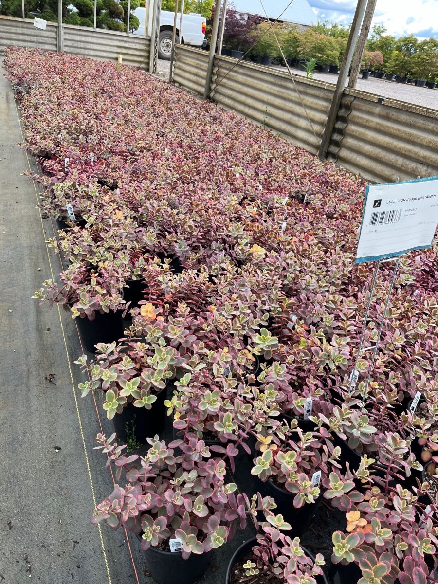 Sedum SUNSPARKLER® 'Wildfire'