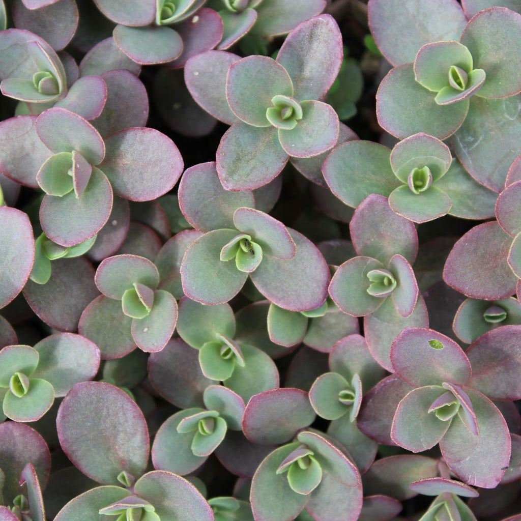 Sedum SUNSPARKLER® 'Firecracker'