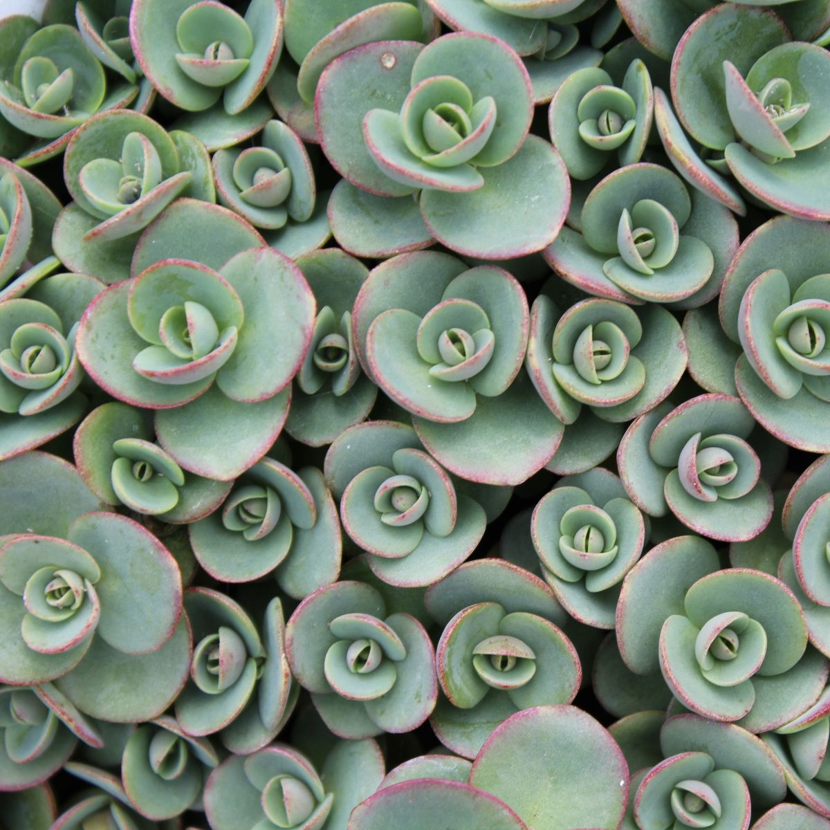 Sedum SUNSPARKLER® 'Lime Zinger'