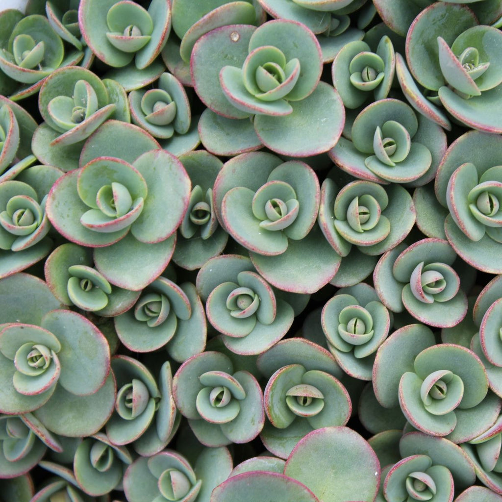 Sedum SUNSPARKLER® 'Lime Zinger'