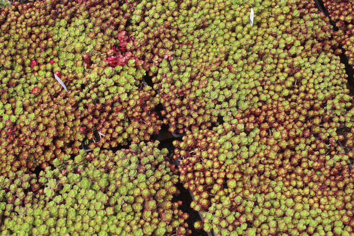 Groundcover, Sedum 'Blaze of Fulda'- 25 per flat