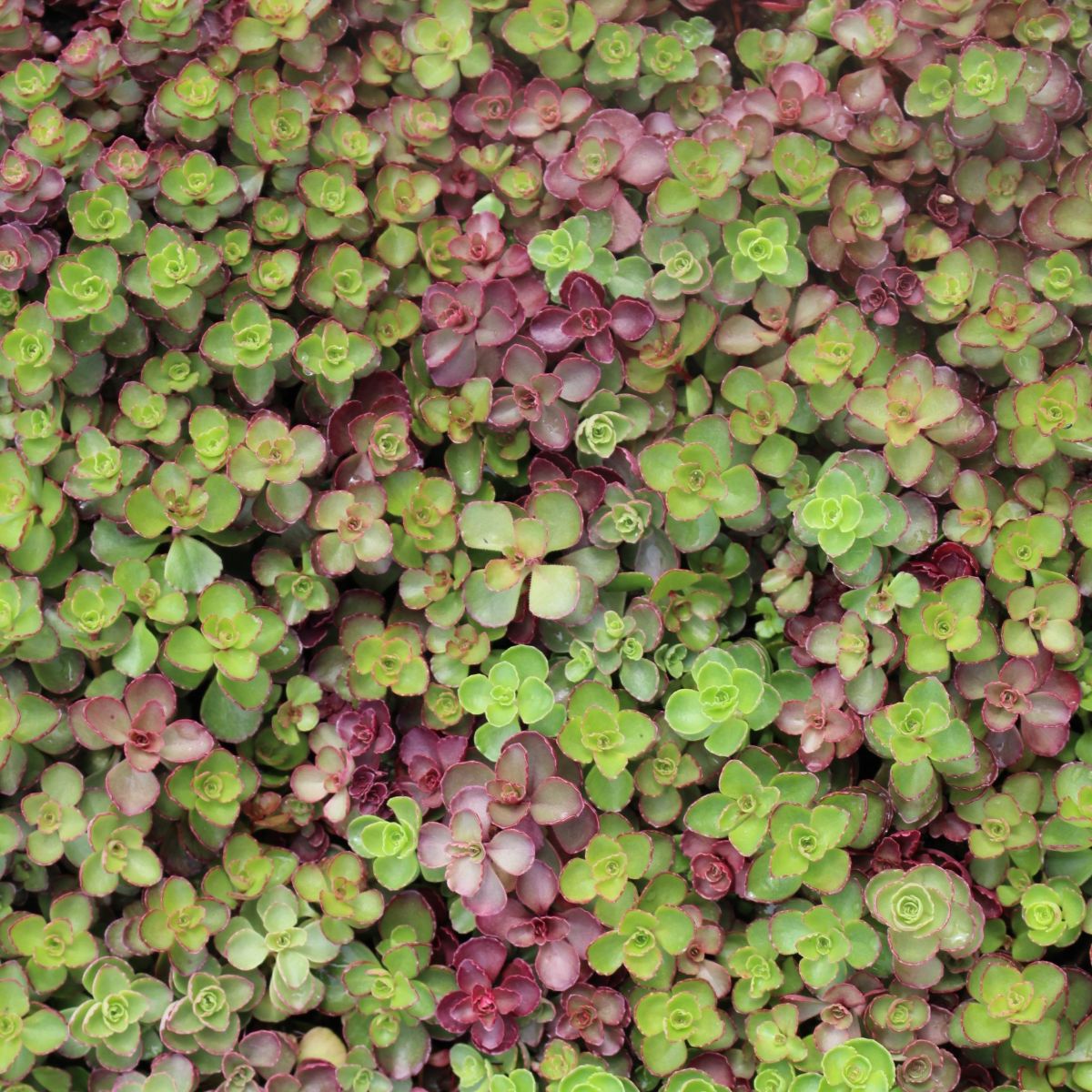 Groundcover, Sedum 'Blaze of Fulda'- 25 per flat