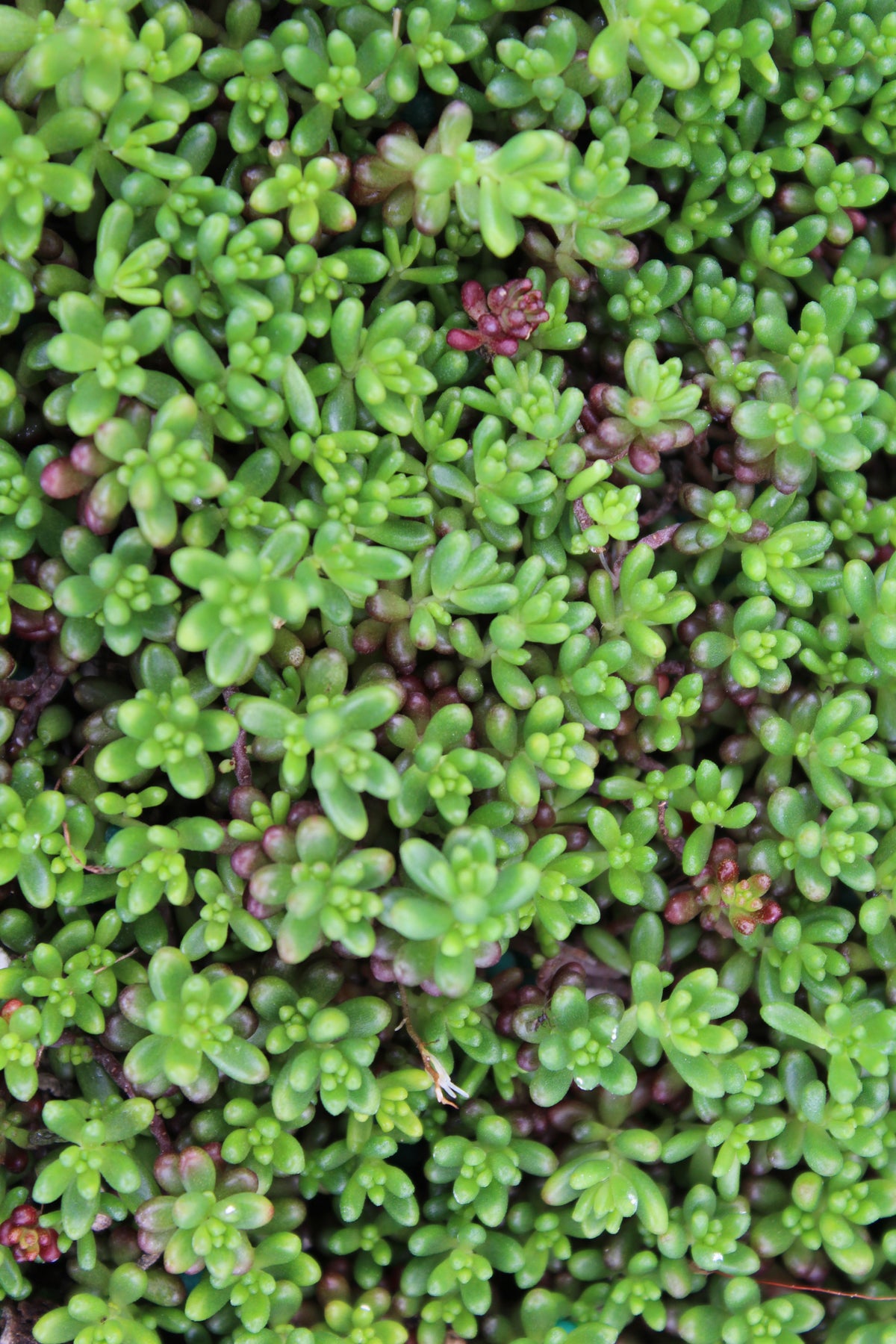 Sedum 'Coral Carpet'