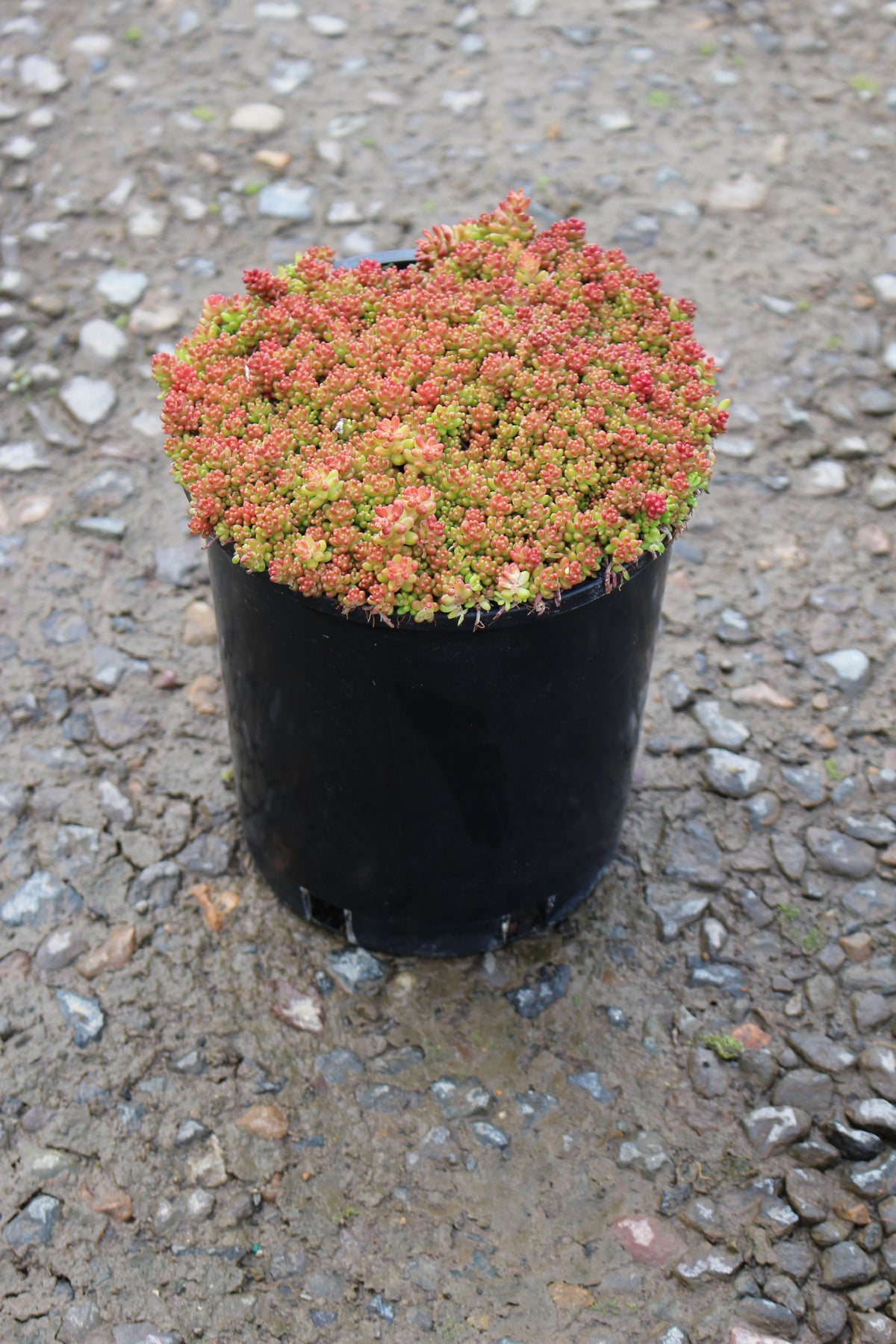Sedum 'Coral Carpet'