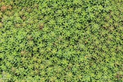 Groundcover, Sedum 'Coral Carpet'- 25 per flat