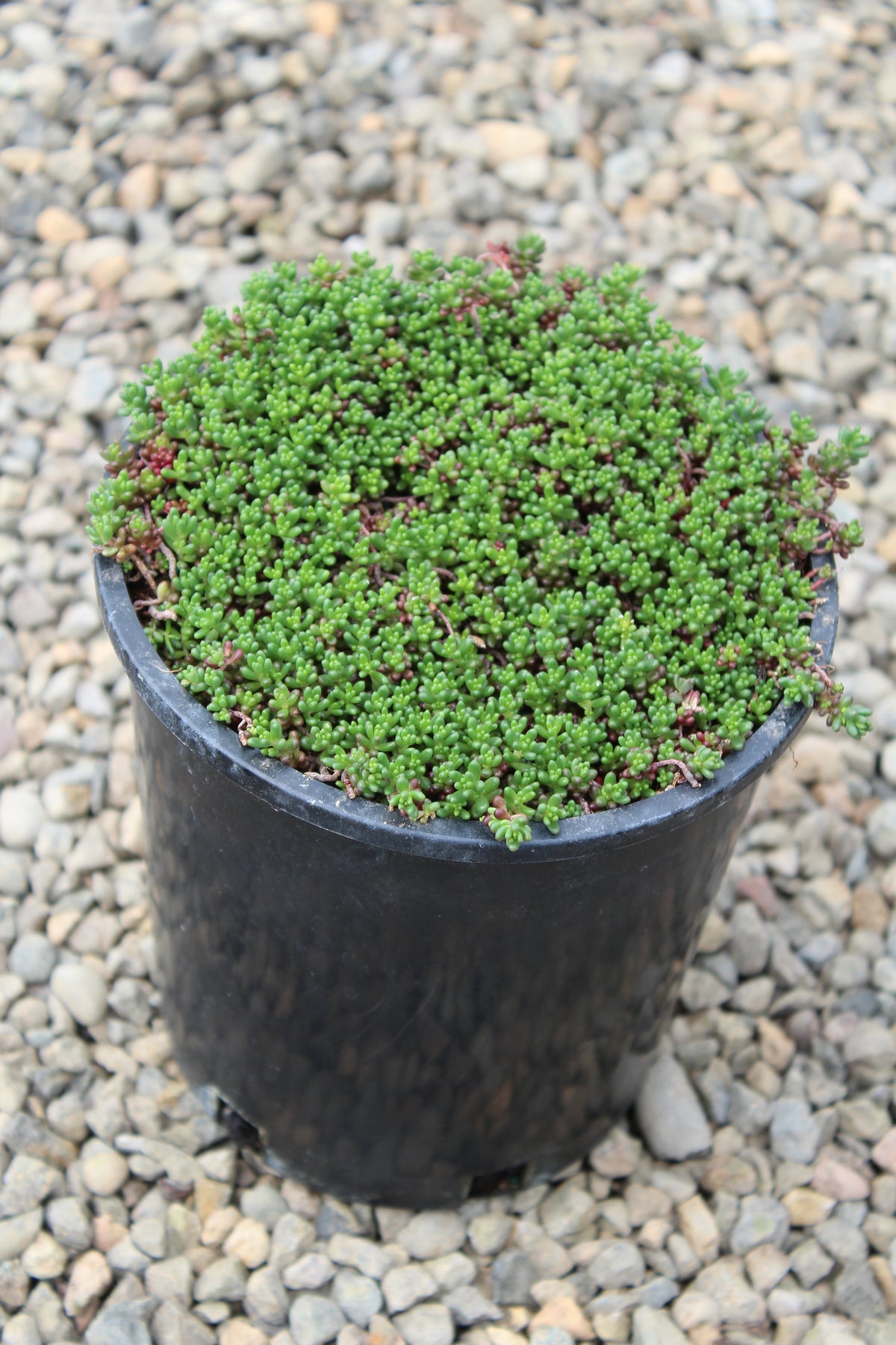 Sedum 'Coral Carpet'