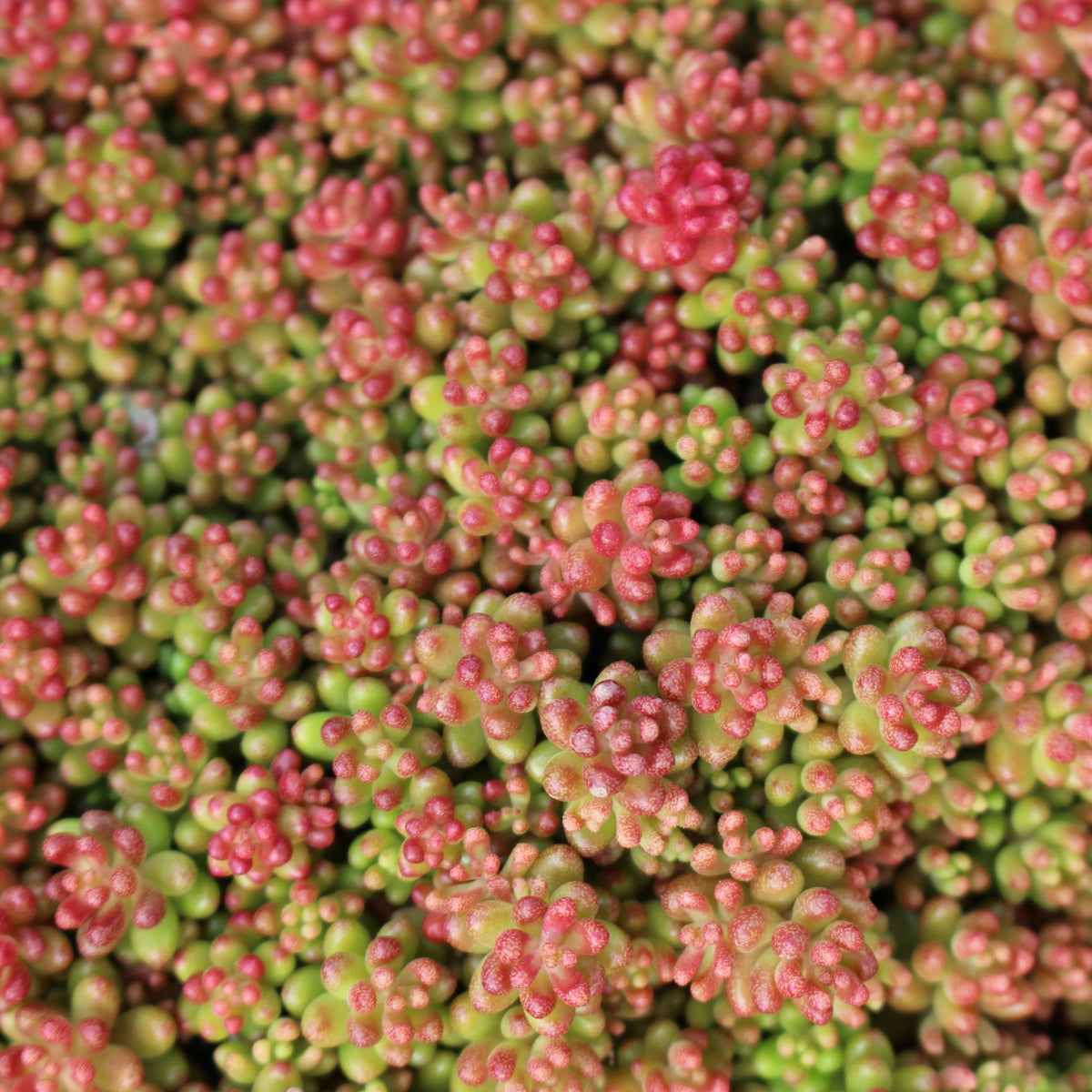 Sedum 'Coral Carpet'