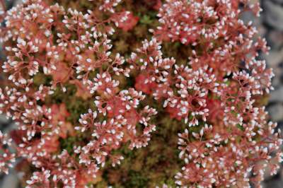 Groundcover, Sedum 'Coral Carpet'- 25 per flat