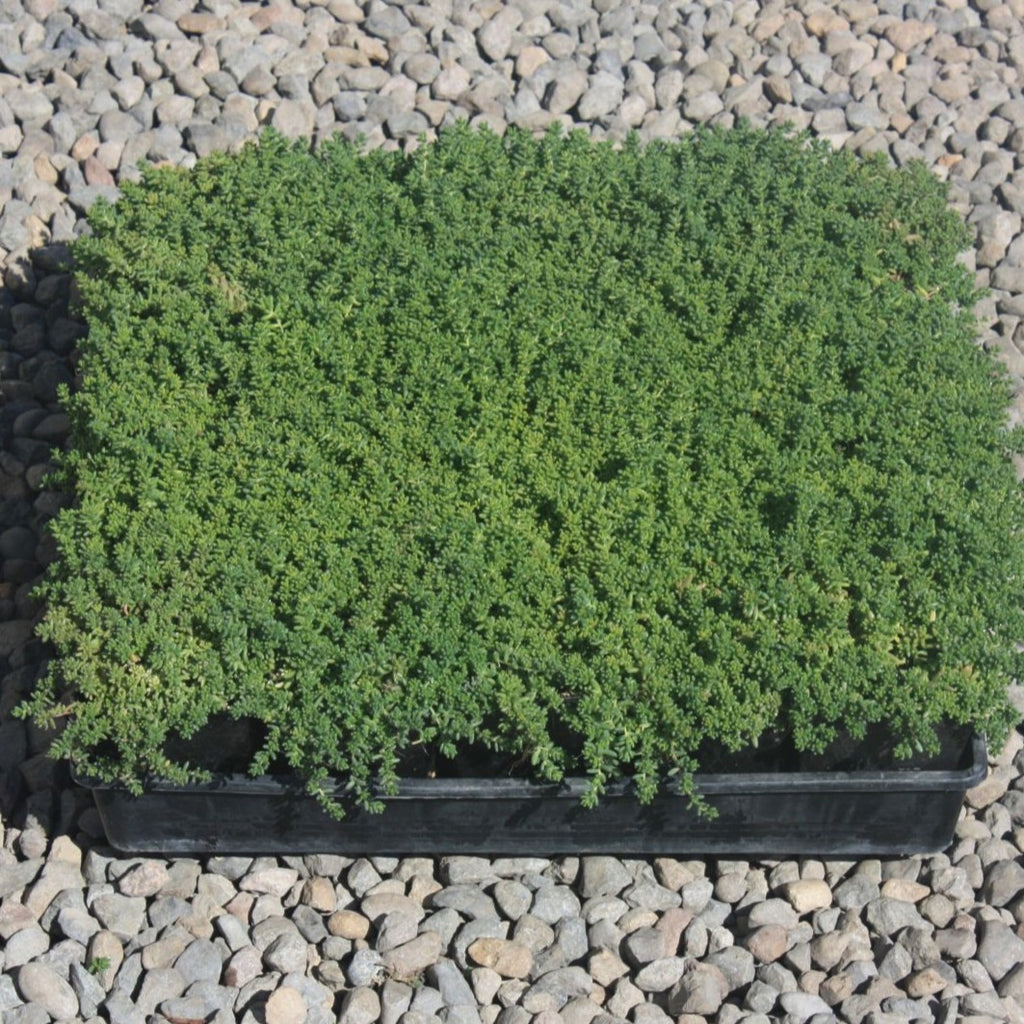 Groundcover, Sedum 'Coral Carpet'- 25 per flat