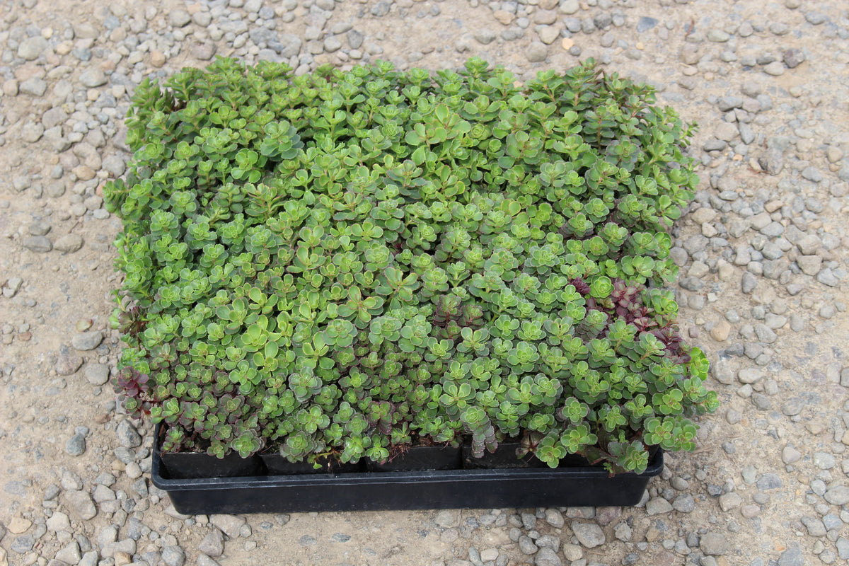 Groundcover, Sedum spu. 'Dragon's Blood'- 25 per flat