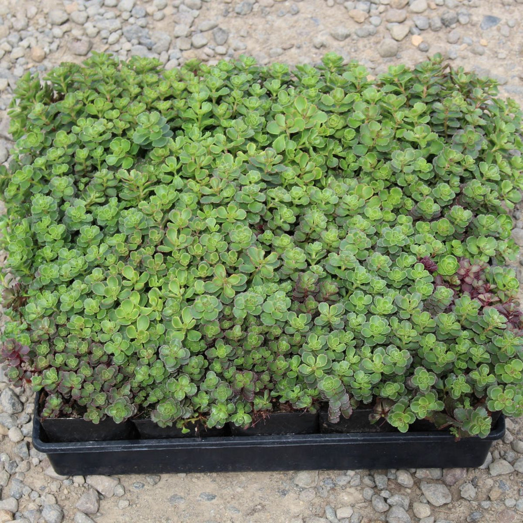 Groundcover, Sedum spu. 'Dragon's Blood'- 25 per flat
