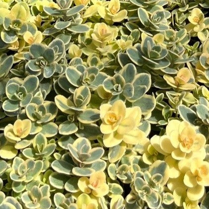 Sedum 'Lime Twister'