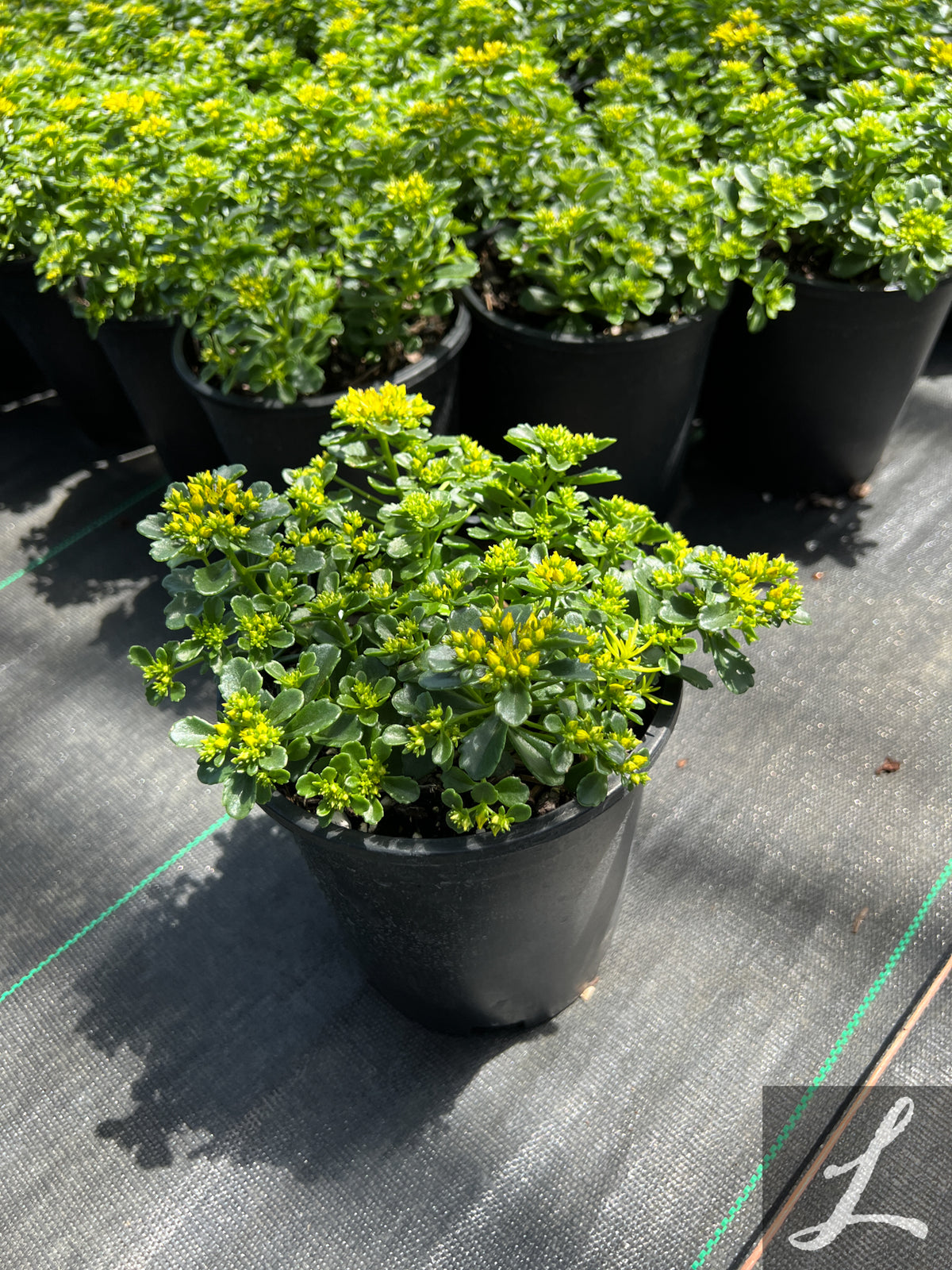 Sedum ‘Little Missy’