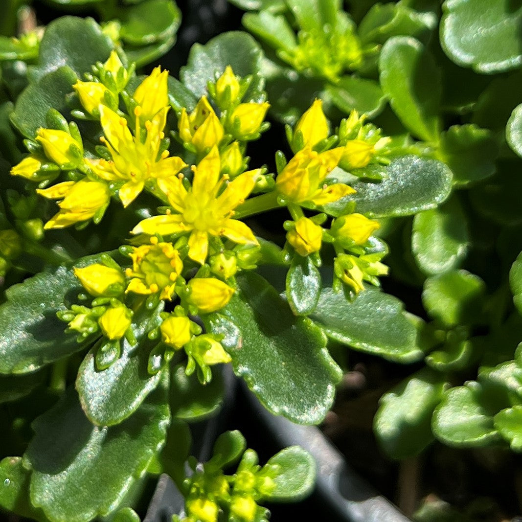 Sedum ‘Little Missy’