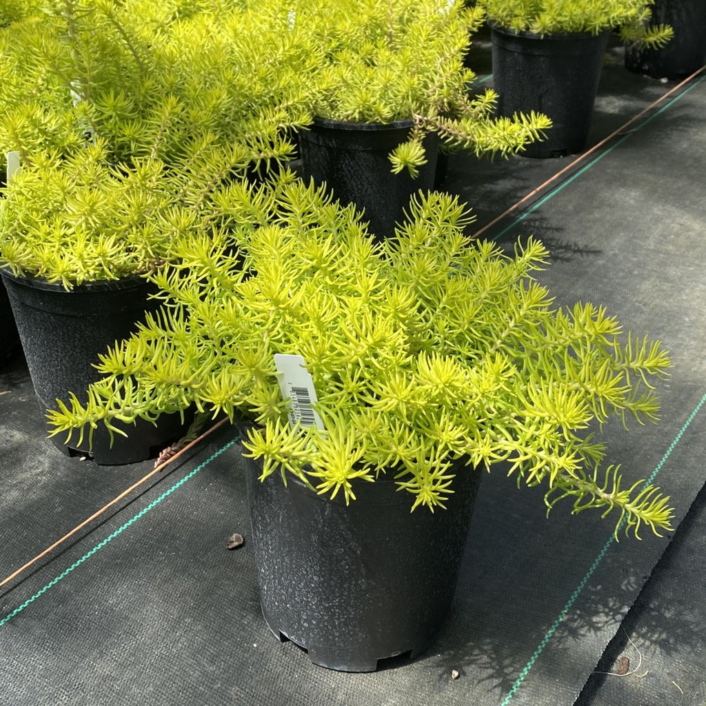 Sedum 'Prima Angelina'