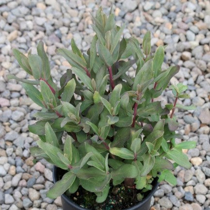 Sedum 'Purple Emperor'