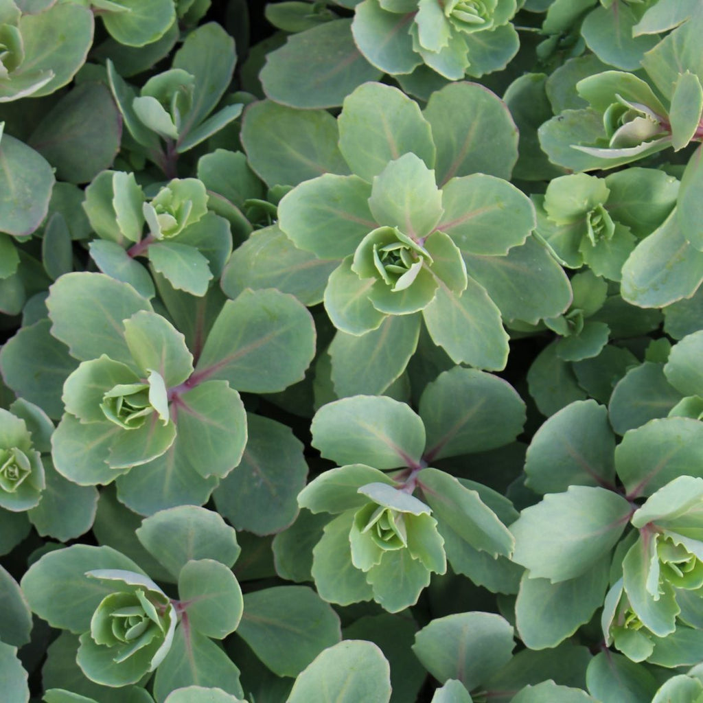 Sedum 'Vera Jameson'