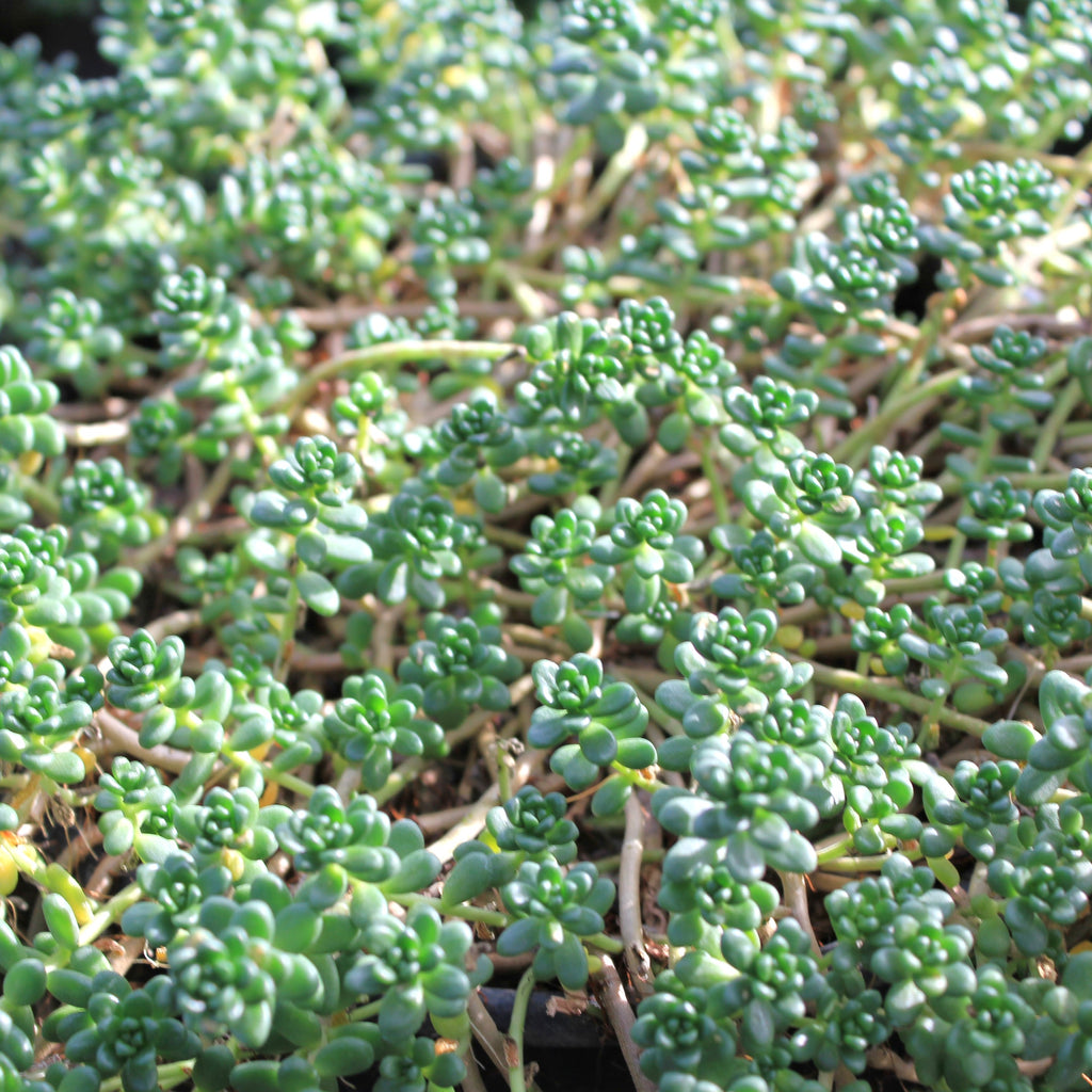 Sedum album 'Athoum'