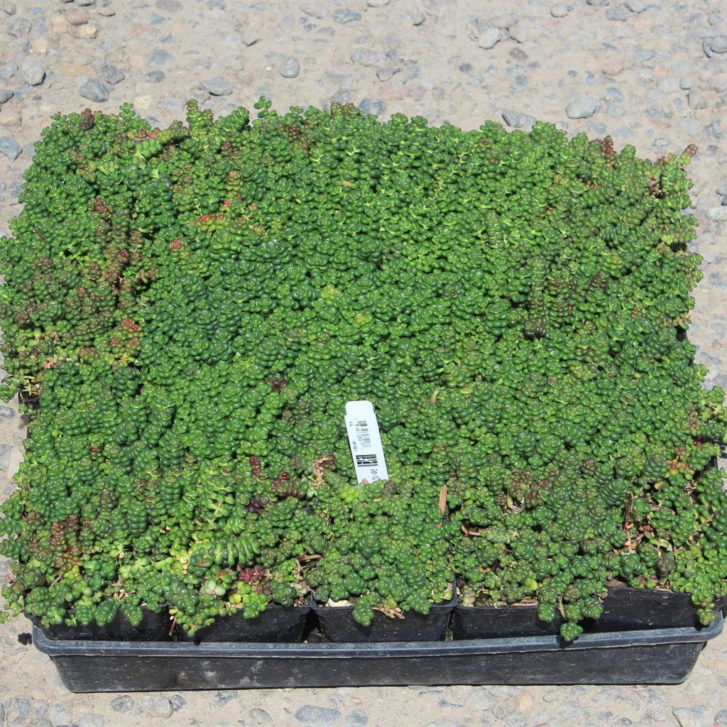 Groundcover, Sedum divergens (yellow)- 25 per flat