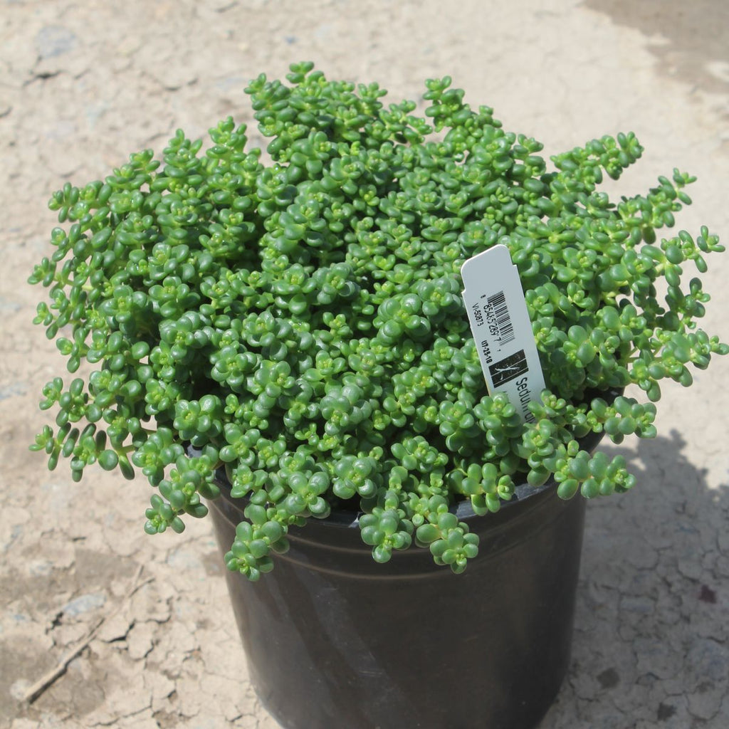 Sedum divergens
