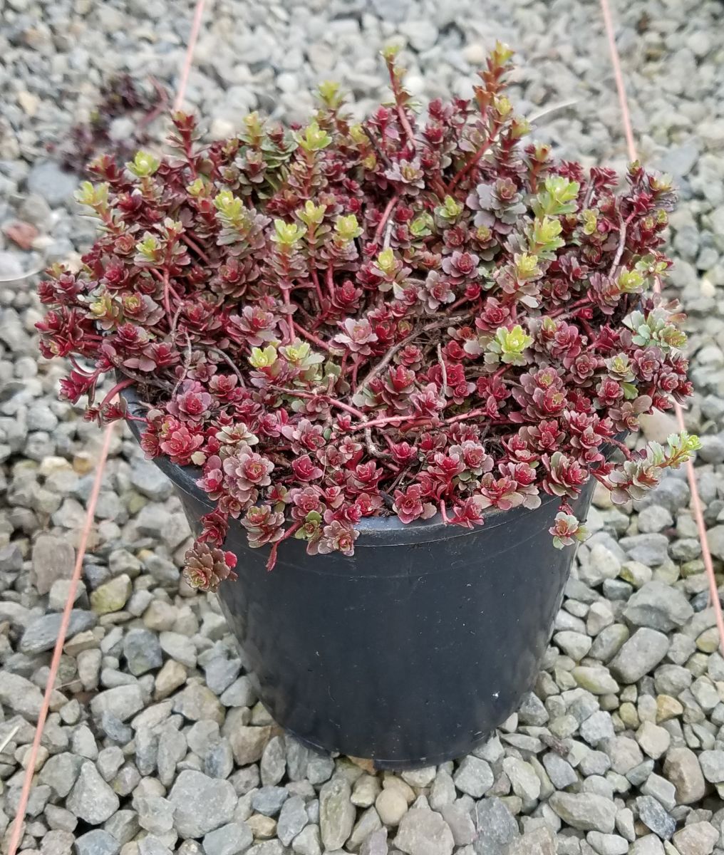 Sedum kamtschaticum