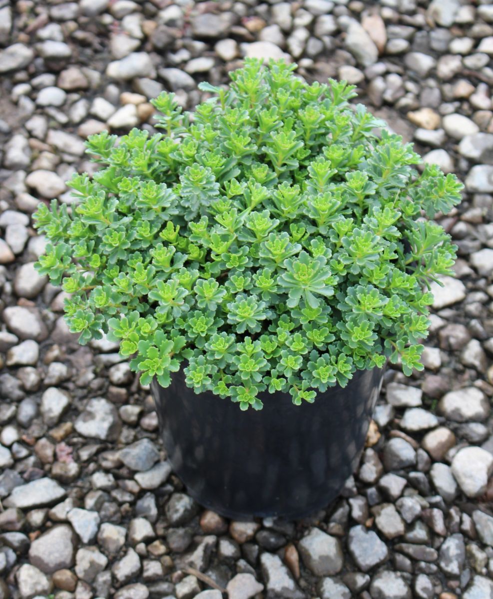 Sedum kamtschaticum