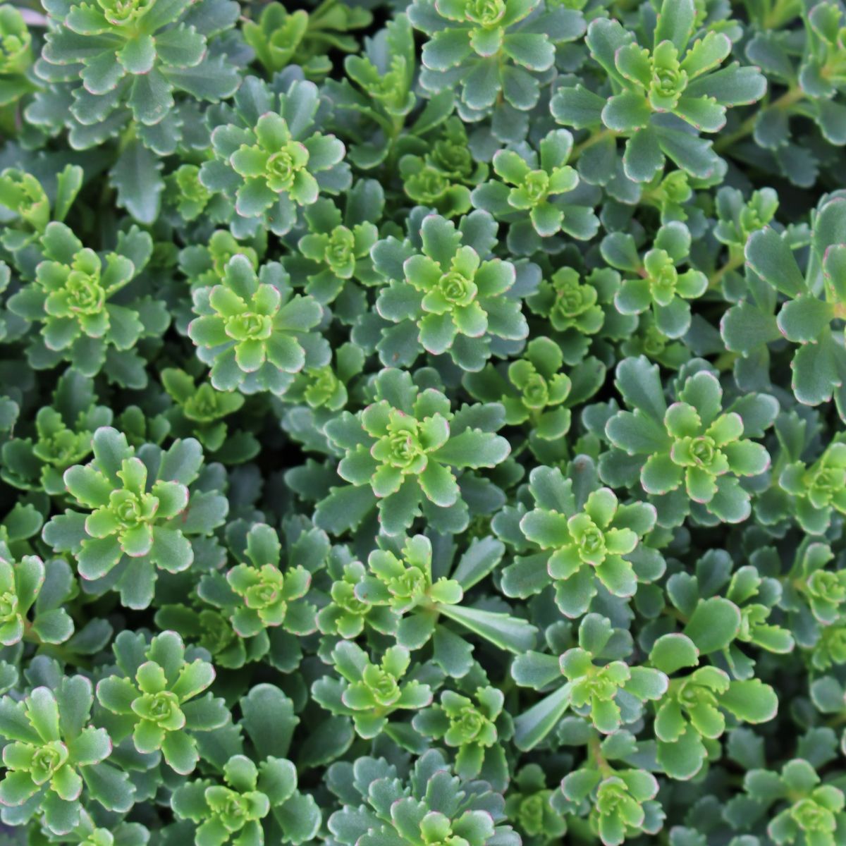Sedum kamtschaticum