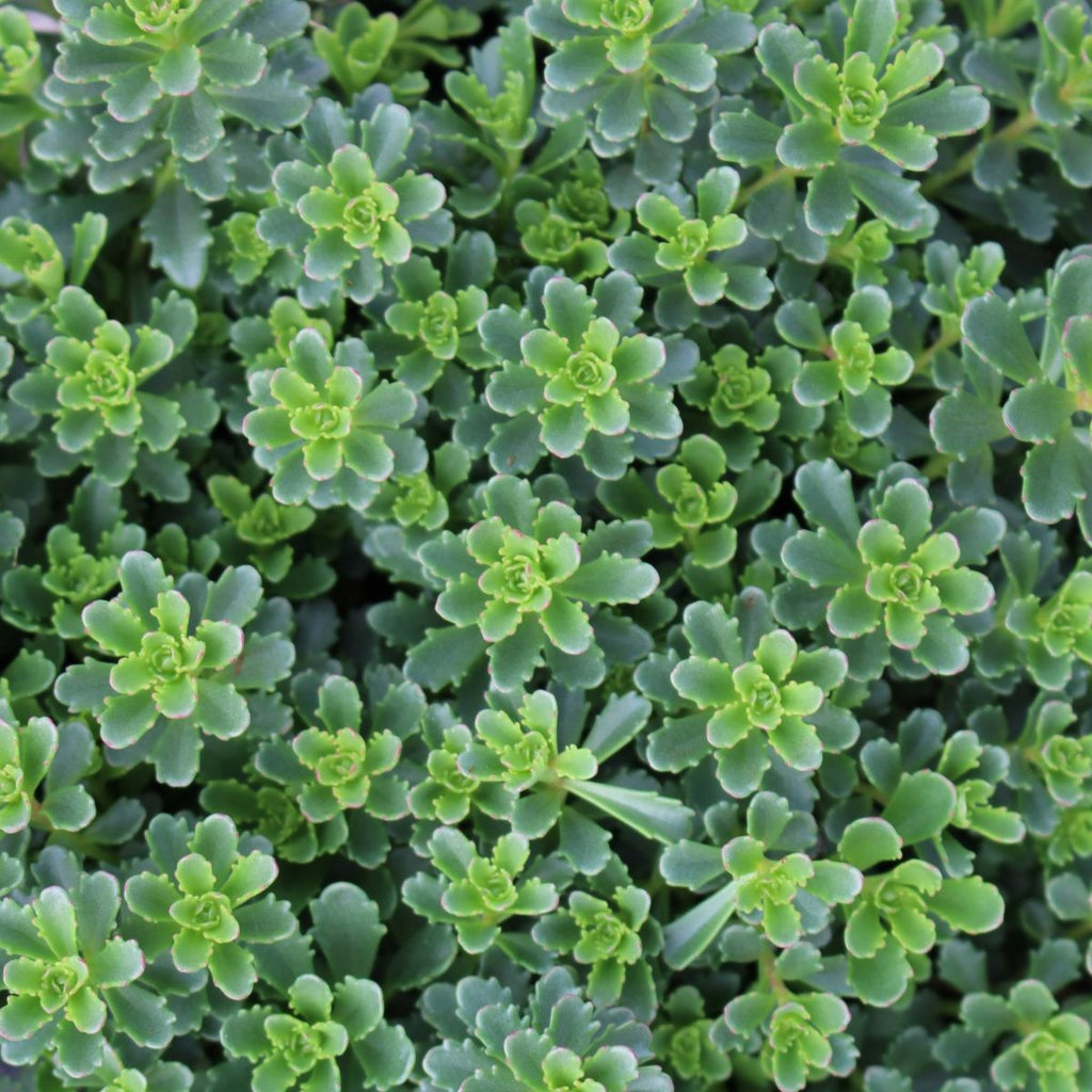 Sedum kamtschaticum