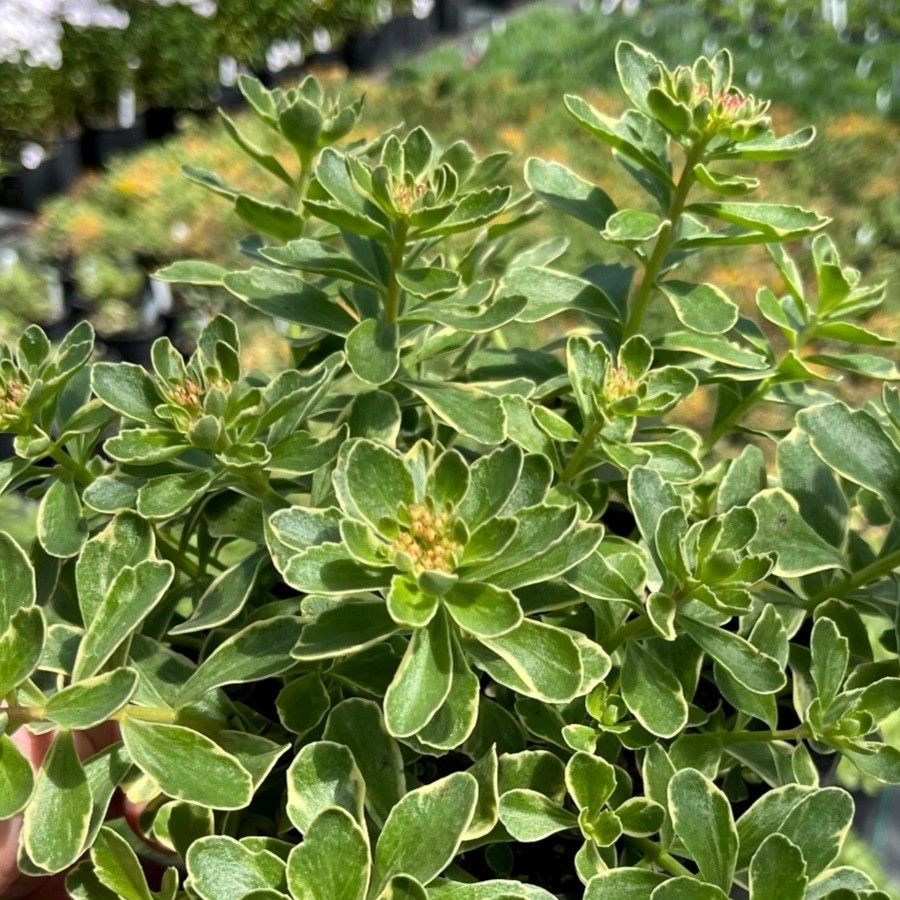 Sedum kamtschaticum 'Variegatum'