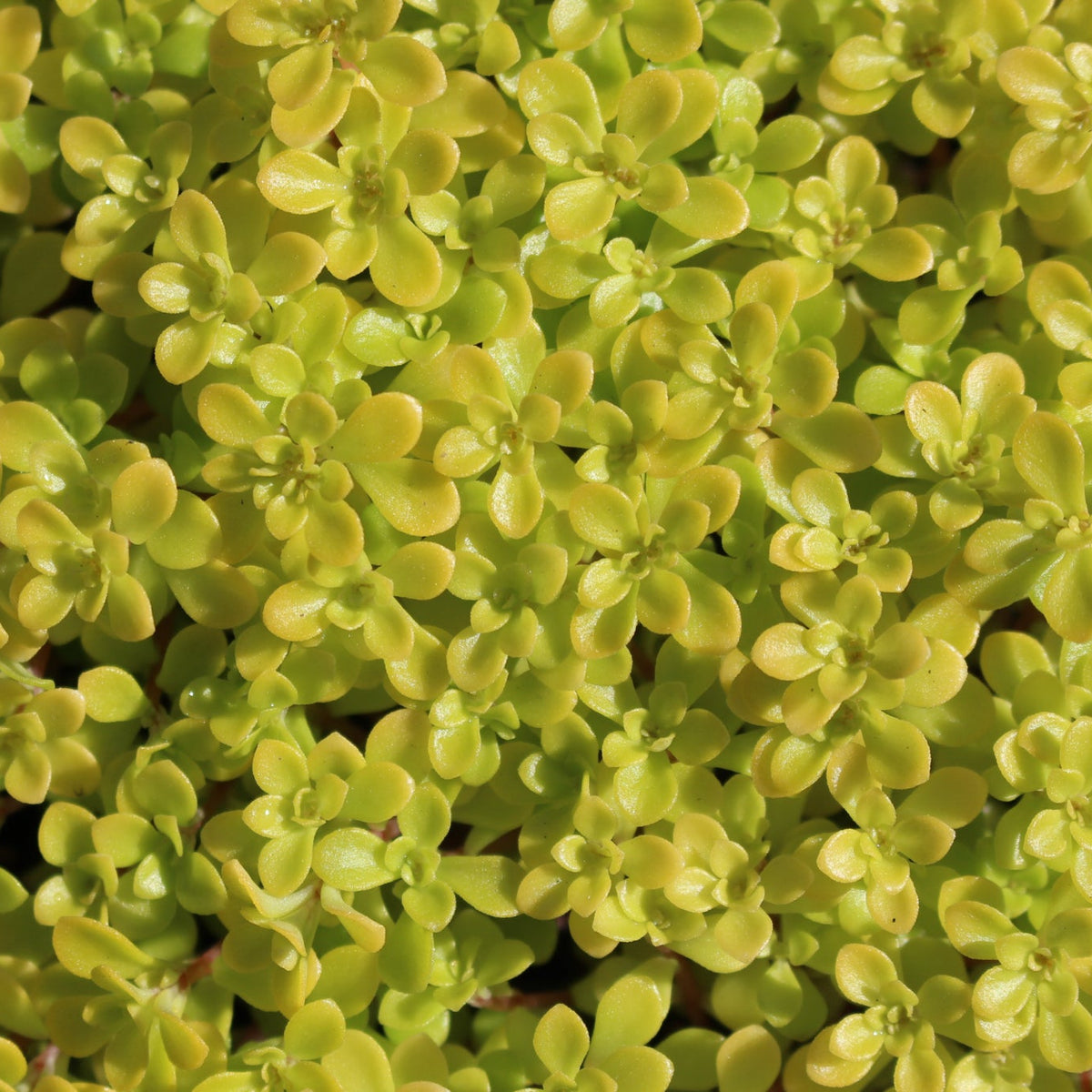 Sedum makinoi 'Ogon'